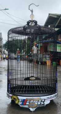 Sangkar Burung Murai BNR Decal- putih  PVC