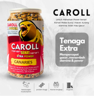 Carol kenari – pakan penggacor burung macet