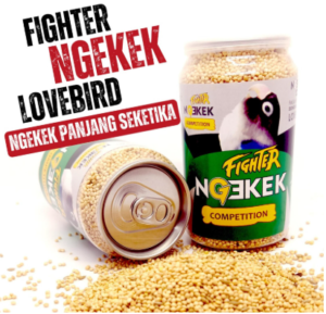 Ngekek fighter competition love bird ngekek panjang